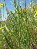 Papaver stevenianum. Часть побега. Украина, Донецкая обл., Новоазовский р-н, НПП \"Меотида\", Еланчанский под. 27.04.2014.