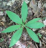 Lilium pilosiusculum. Молодой побег. Украина, г. Киев, лес на восточной окраине. 11.05.2014.