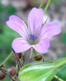 Geranium columbinum