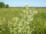 Galium mollugo