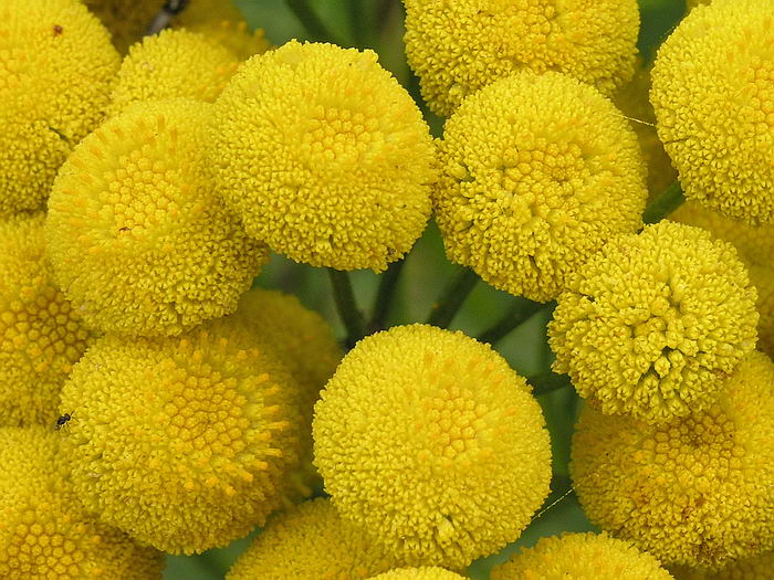 Изображение особи Tanacetum vulgare.