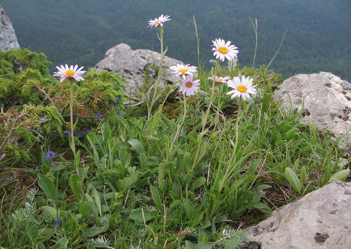 Изображение особи Aster alpinus.