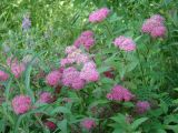 Spiraea japonica