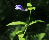 Scutellaria ochotensis