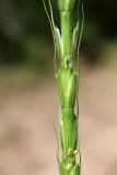 Aegilops cylindrica