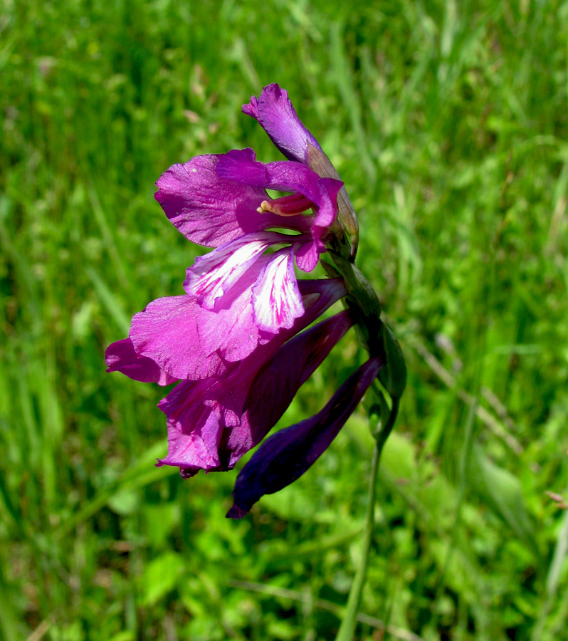 Изображение особи Gladiolus tenuis.