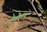 Lactuca tatarica