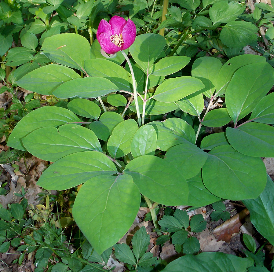 Изображение особи Paeonia caucasica.