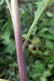 Senecio vulgaris