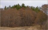 Alnus glutinosa. Цветущие деревья. Чувашия, окр. г. Шумерля, лес возле Низкого поля. 13 апреля 2010 г.
