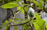 Magnolia acuminata. Ветвь с раскрывающимся цветком. Санкт-Петербург, ботанический сад БИНа, в культуре. 08.06.2017.