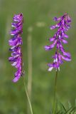 Vicia tenuifolia