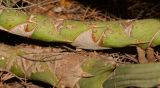 Sansevieria cylindrica