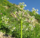 Chaerophyllum aureum