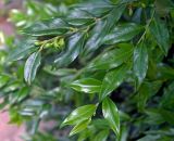 Sarcococca hookeriana разновидность digyna. Плодоносящие побеги. Крым, городской округ Ялта, пгт Кореиз, Мисхорский парк, в озеленении. Июль 2017 г.