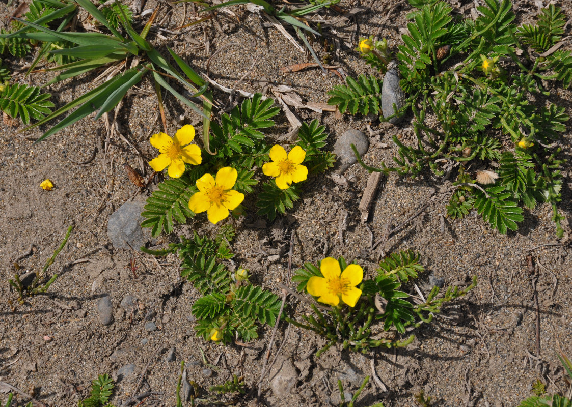 Изображение особи Potentilla anserina.