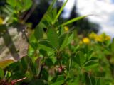 Trifolium campestre. Лист (вид на нижнюю поверхность). Беларусь, Гродненская обл., Новогрудский р-н, Брольникский сельсовет, окр. дер. Селец, обочина асфальтированной дороги. 06.26.2014.