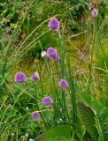 Allium schoenoprasum