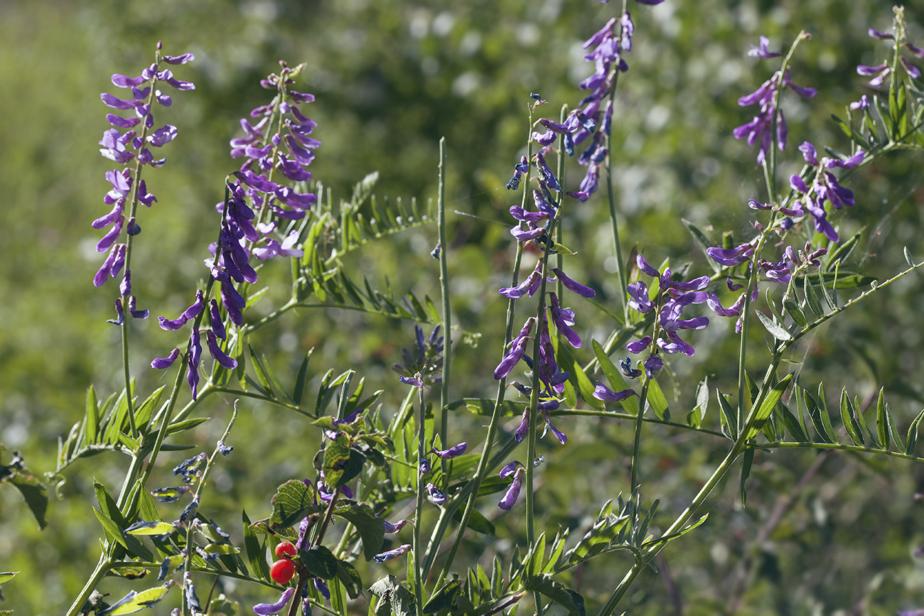 Изображение особи Vicia tenuifolia.