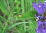 Campanula glomerata. Лист, поражённый ржавчинным грибом, и цветки. Архангельская обл., Холмогорский р-н, окр. пос. Усть-Пинега, луг. 20.07.2013.