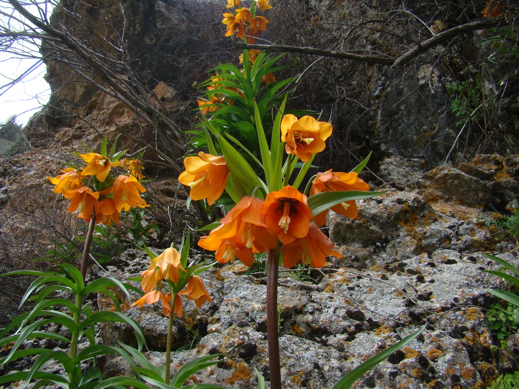 Изображение особи Fritillaria eduardii.