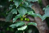 Cornus mas. Часть ветви с незрелыми плодами. Сербия, горный массив Златибор, окр. пещеры Стопича, широколиственный лес. 13.07.2019.