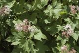 Filipendula camtschatica. Верхушки цветущих побегов. Сахалинская обл., Томаринский р-н, окр. пос. Неводское, открытая приморская терраса, обочина грунтовой дороги. 28.07.2017.