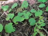 Doronicum orientale