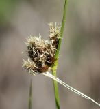 Bolboschoenus maritimus