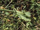 Plumbago europaea. Часть побега. Хорватия, Дубровник, побережье Адриатического моря, глинистый приморский склон. 29 августа 2010 г.