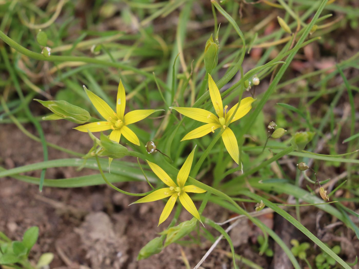 Изображение особи Gagea graminifolia.