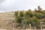 Pinus sylvestris subspecies hamata. Вегетирующее растение (стланиковая форма). Республика Адыгея, окр. истока ручья Молочка, субальпийский луг. 8 мая 2021 г.