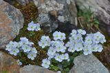 Veronica glareosa