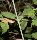 Stachys distans