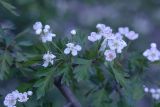 Crataegus songarica