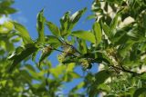 Cornus mas