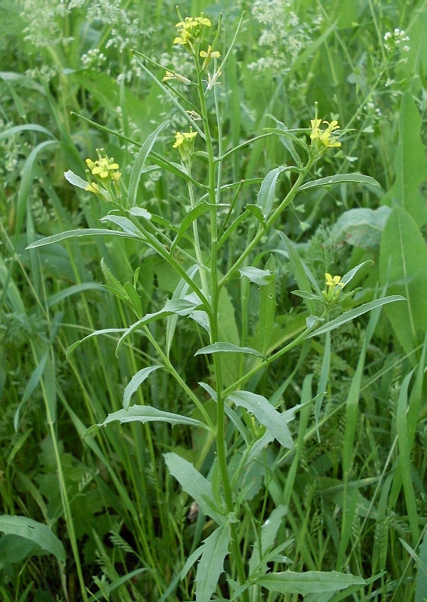 Изображение особи Erysimum repandum.