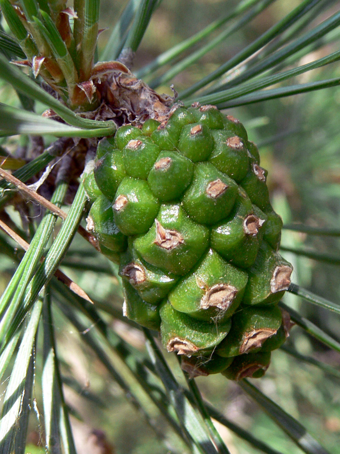 Изображение особи Pinus sylvestris.