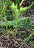 Cerastium inflatum