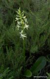 Platanthera bifolia