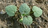 Lamium purpureum