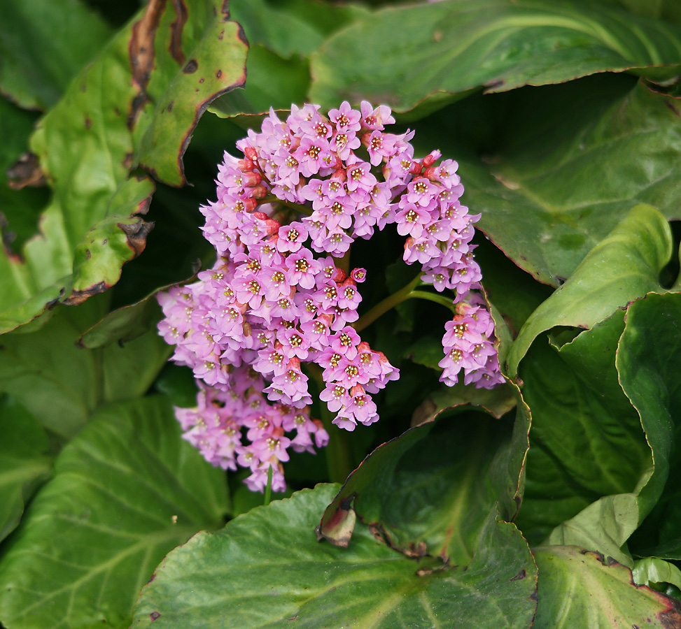 Изображение особи Bergenia crassifolia.