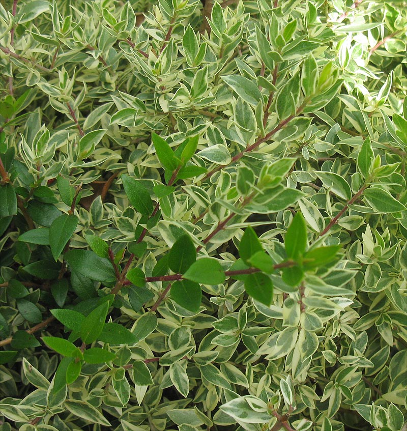 Изображение особи Myrtus communis.