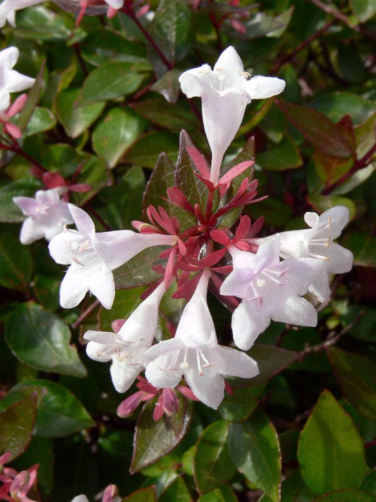 Изображение особи Abelia &times; grandiflora.