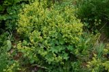 Alchemilla microdonta