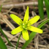 Gagea lutea