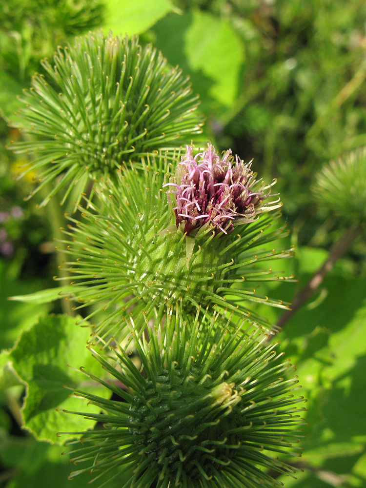 Изображение особи Arctium lappa.