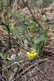 Astragalus anisomerus