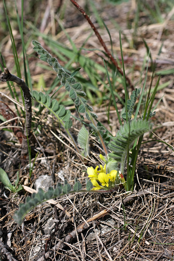 Изображение особи Astragalus anisomerus.