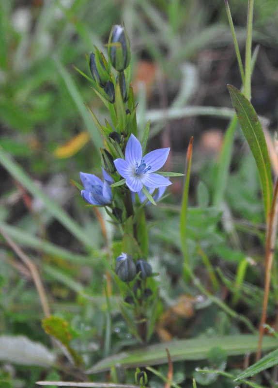 Изображение особи Lomatogonium rotatum.